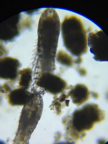 Attheyella obatogamensis