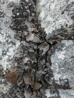 Arctic Frosted Rock Tripe thumbnail 3