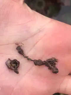 Neopolyporolithon reclinatum thumbnail 1
