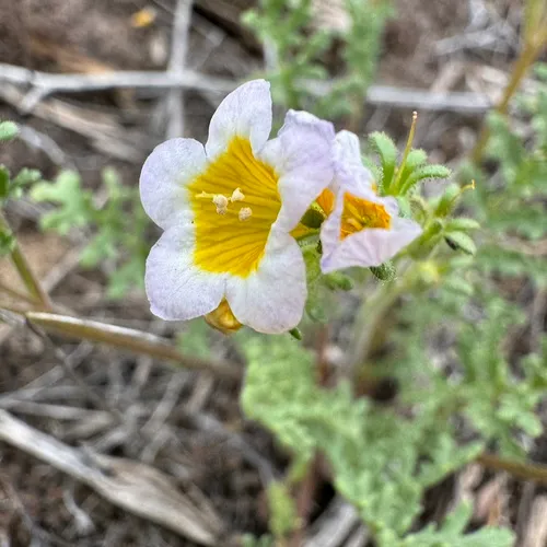 Leiberg's Phacelia