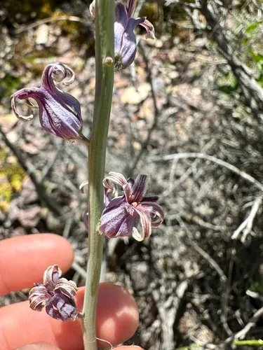 slender wild cabbage