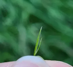 brome fescue thumbnail 4