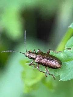 Long-necked reed beetle thumbnail 2