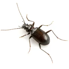 Nebria crassicornis thumbnail 1