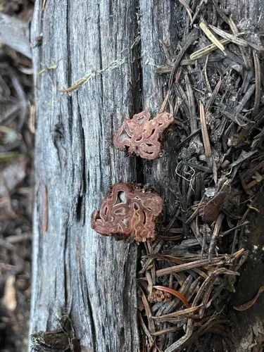 brain fold truffle