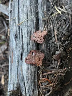 brain fold truffle thumbnail 1