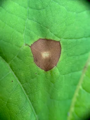 Alternaria catalpae