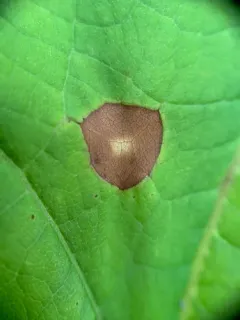 Alternaria catalpae thumbnail 1