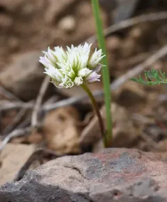 Cuddy Mountain Onion thumbnail 3