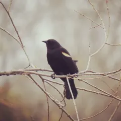 Red-winged Blackbird thumbnail 3