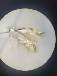 Bucculatrix staintonella thumbnail 4