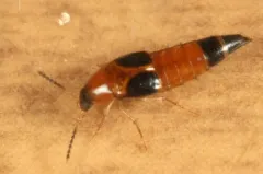 Lordithon cinctus thumbnail 3