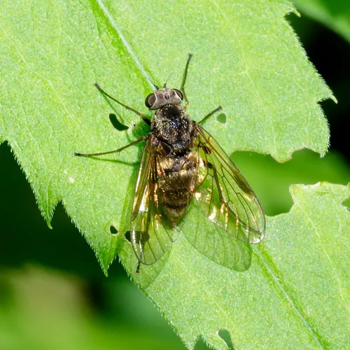 Chrysopilus proximus