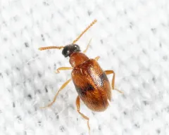 Syzeton subfasciatus thumbnail 2