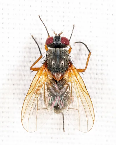 Phaonia apicata