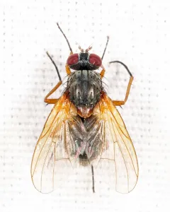 Phaonia apicata thumbnail 1