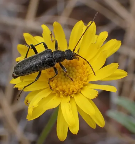 Cortodera subpilosa