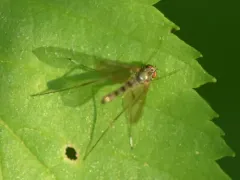 Sciapus platypterus thumbnail 4