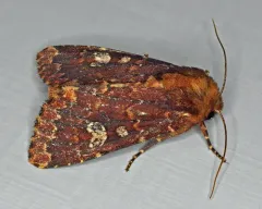 German Cousin Moth thumbnail 4