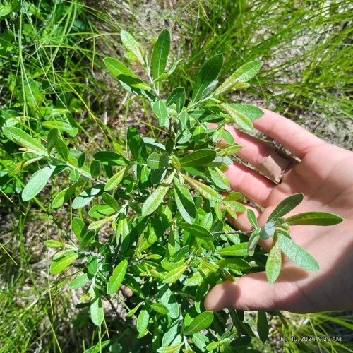 Prairie Willow