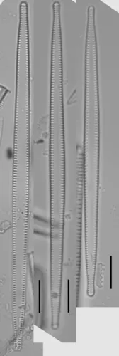 Tabularia fasciculata