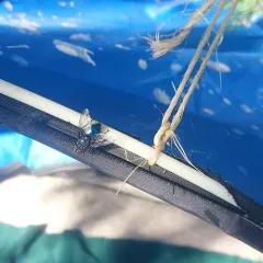 Shiny Blue Bottle Fly thumbnail 3