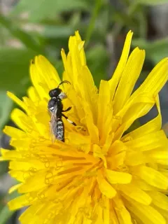 Crabro vernalis thumbnail 2
