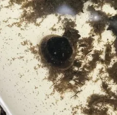 Lake Fingernailclam thumbnail 2