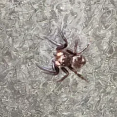 Black-palped Jumping Spider thumbnail 3