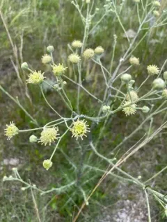 Chalk Hill Hymenopappus thumbnail 3