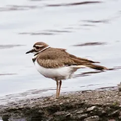 Killdeer thumbnail 1