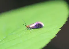 Goldcap Moss-Eater thumbnail 1