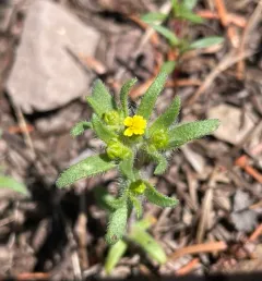 Opposite-leaved Tarweed thumbnail 3