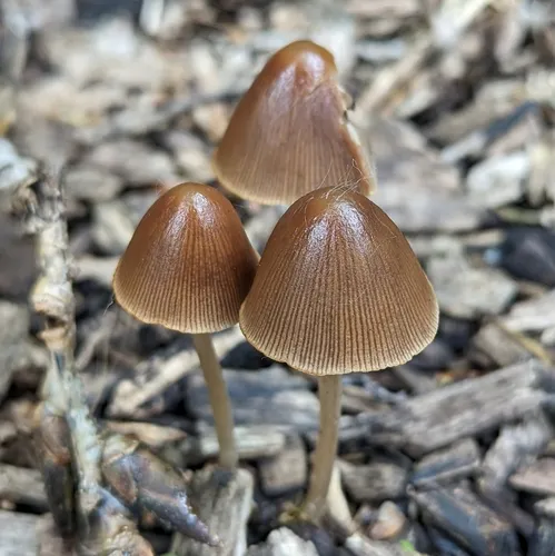 conical brittlestem
