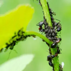Smoky Poplar Aphid thumbnail 4