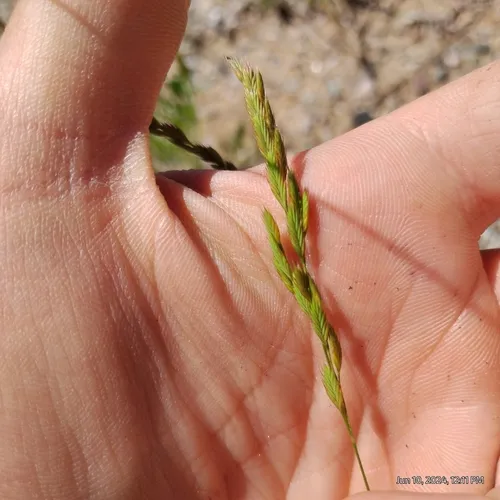 sixweeks grass