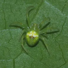 Araneus bonsallae thumbnail 3