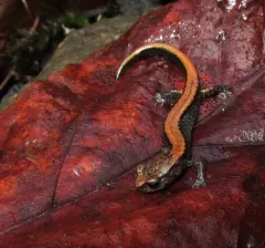 Larch Mountain Salamander thumbnail 1