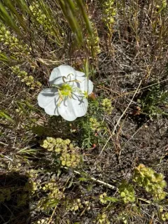 crownleaf evening primrose thumbnail 2