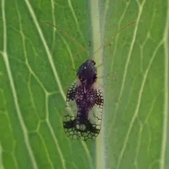 Andromeda Lace Bug thumbnail 3