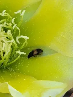 Cactus Sap Beetle thumbnail 1