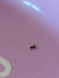 Palaearctic Antmimic Jumping Spider thumbnail 3