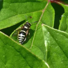 Walden’s Potter Wasp thumbnail 4