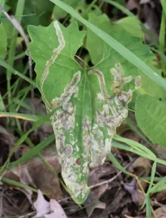 Trypeta flaveola thumbnail 3
