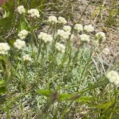 small-leaf pussytoes thumbnail 2