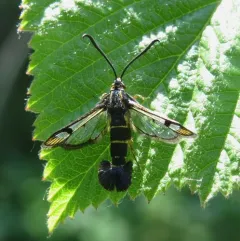 Currant Clearwing Moth thumbnail 2