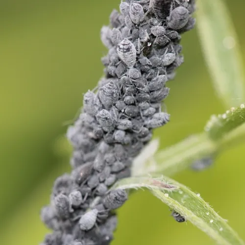 Tufted Vetch Aphid