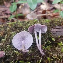 Lavender Baeospora thumbnail 4