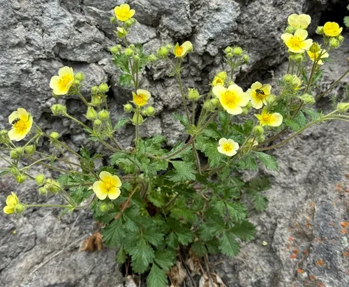 False rock-loving cinquefoil