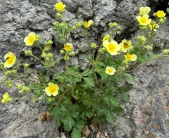 False rock-loving cinquefoil thumbnail 1